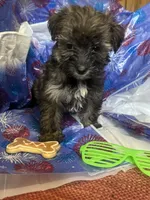 Green glasses, a female Yorkshire Terrier for sale in Statesboro, GA – 6 of 6