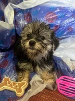 Pink glasses, a female Yorkshire Terrier for sale in Statesboro, GA – 2 of 4