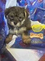 Yellow glasses, a female Yorkshire Terrier for sale in Statesboro, GA – 3 of 6