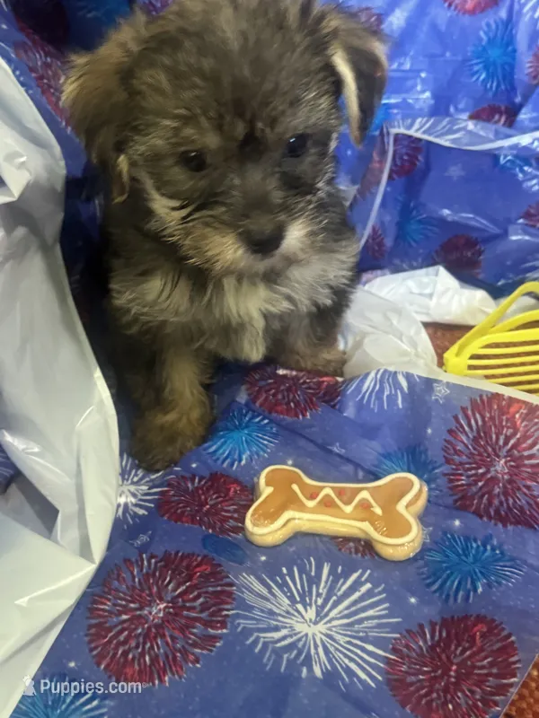Yellow glasses – Yorkshire Terrier puppy for sale in Statesboro, GA