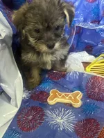Yellow glasses, a female Yorkshire Terrier for sale in Statesboro, GA – 1 of 6
