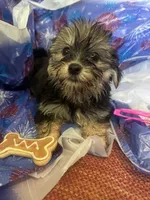 Pink glasses, a female Yorkshire Terrier for sale in Statesboro, GA – 4 of 4