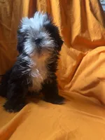 Oreo, a male Shih Tzu for sale in Statesboro, GA – 3 of 3