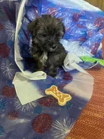 Green glasses, a female Yorkshire Terrier for sale in Statesboro, GA – 1 of 6