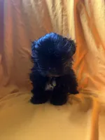 Sweet boy, a male Shih Tzu for sale in Statesboro, GA – 2 of 4