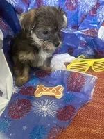 Yellow glasses, a female Yorkshire Terrier for sale in Statesboro, GA – 5 of 6