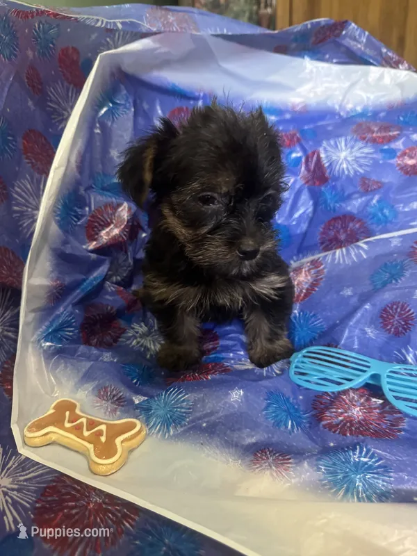 Blue glasses  – Yorkshire Terrier puppy for sale in Statesboro, GA