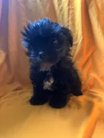 Sweet boy, a male Shih Tzu for sale in Statesboro, GA – 3 of 4