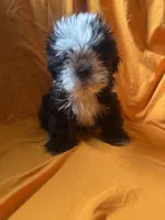 Oreo, a male Shih Tzu for sale in Statesboro, GA – 2 of 3