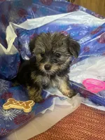 Pink glasses, a female Yorkshire Terrier for sale in Statesboro, GA – 3 of 4