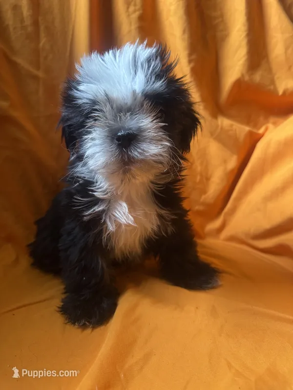 Oreo – Shih Tzu puppy for sale in Statesboro, GA