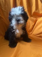 Oreo, a male Shih Tzu for sale in Statesboro, GA – 1 of 3
