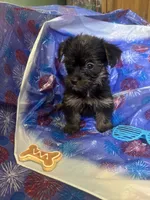 Blue glasses , a female Yorkshire Terrier for sale in Statesboro, GA – 3 of 4