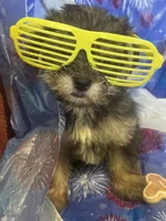 Yellow glasses, a female Yorkshire Terrier for sale in Statesboro, GA – 6 of 6