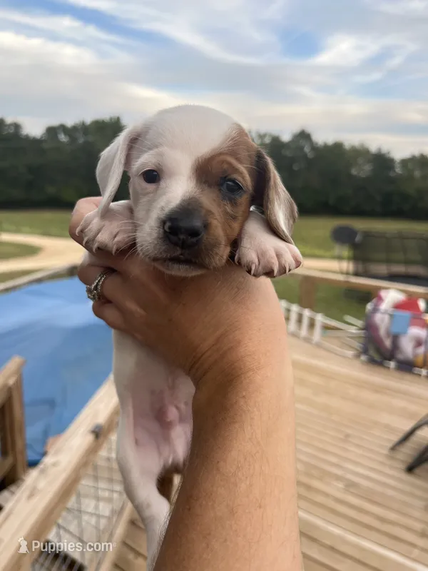 RIp – Miniature Dachshund puppy for sale in Owensville, MO