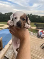 RIp, a male Miniature Dachshund for sale in Owensville, MO – 1 of 2