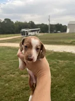 Jasper, a male Miniature Dachshund for sale in Owensville, MO – 3 of 3