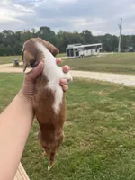 Jasper, a male Miniature Dachshund for sale in Owensville, MO – 2 of 3