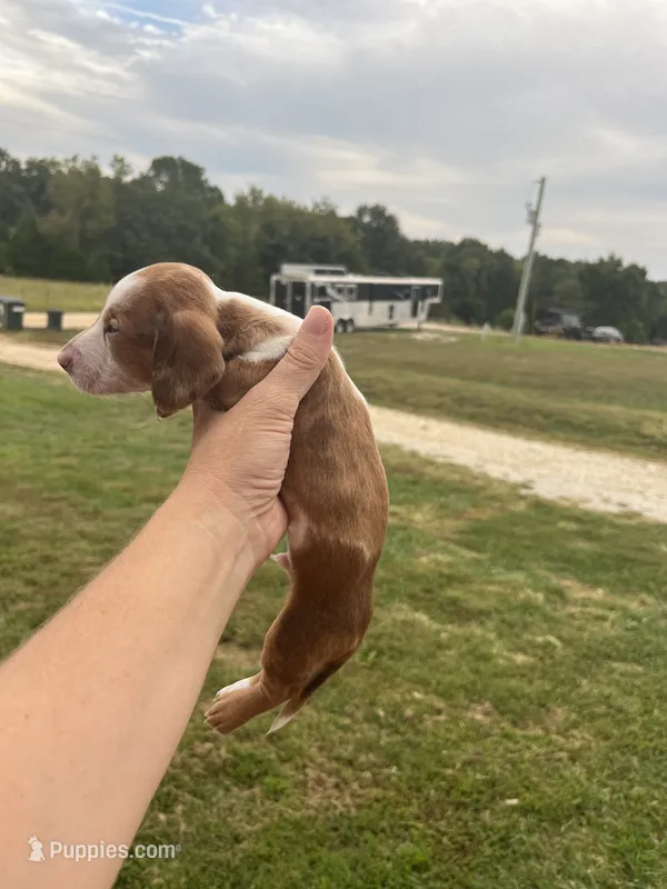 Jasper – Miniature Dachshund puppy for sale in Owensville, MO