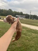 Jasper, a male Miniature Dachshund for sale in Owensville, MO – 1 of 3