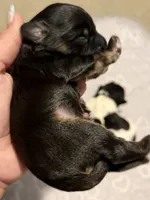 CHARLIE BROWN beautiful black & tan. , a male Cavapoo and Poodle - Toy  for sale in Indianapolis, IN – 1 of 9