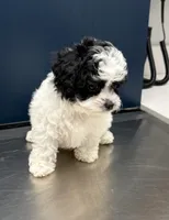 MALE 1 , a male Cavapoo and Poodle - Toy  for sale in Indianapolis, IN – 1 of 6