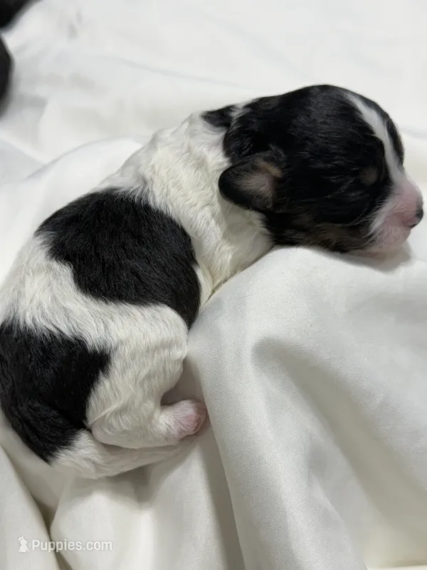 SNOOPY Beautiful tricolor – Cavapoo, Poodle - Toy  puppy for sale in Indianapolis, IN