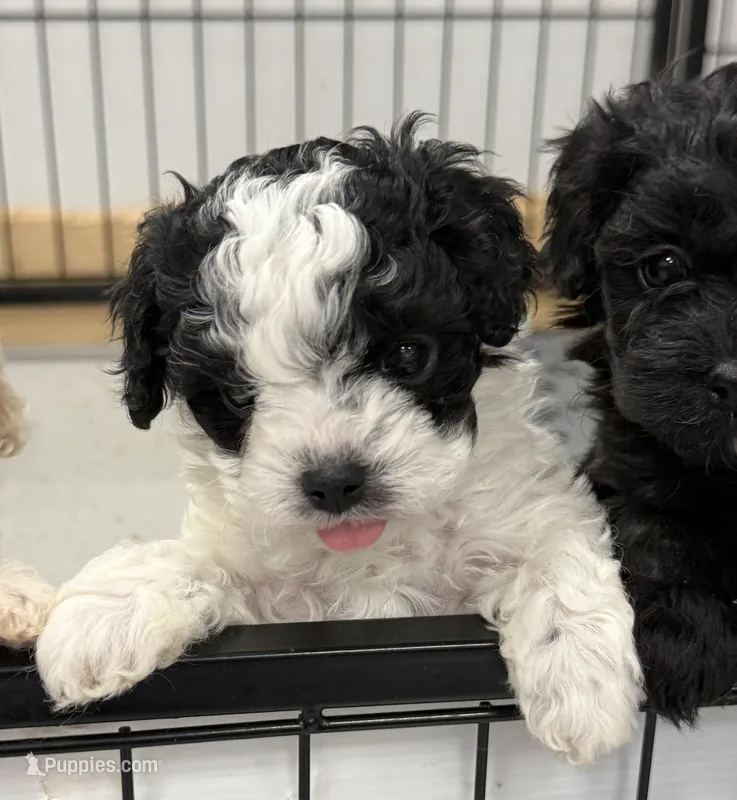 Boulder  – Cavapoo, Poodle - Toy  puppy for sale in Indianapolis, IN