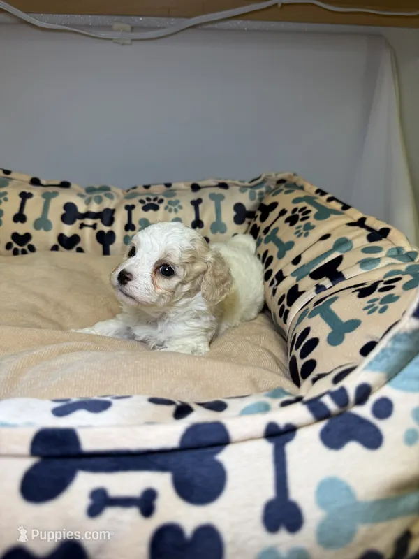 Aspen – Cavapoo, Poodle - Toy  puppy for sale in Indianapolis, IN