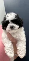 MALE 1 , a male Cavapoo and Poodle - Toy  for sale in Indianapolis, IN – 2 of 6