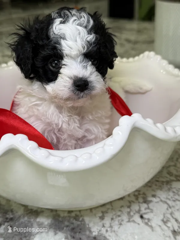 Boulder  – Cavapoo, Poodle - Toy  puppy for sale in Indianapolis, IN
