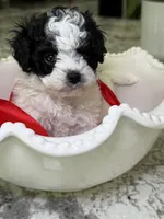 READY TO GO!!!!   Boulder , a male Cavapoo and Poodle - Toy  for sale in Indianapolis, IN – 7 of 9