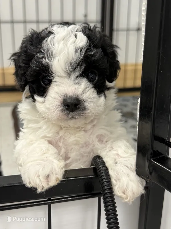 Boulder  – Cavapoo, Poodle - Toy  puppy for sale in Indianapolis, IN