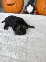 CHARLIE BROWN READY FOR THANKSGIVING❣️🦃, a male Cavapoo and Poodle - Toy  for sale in Indianapolis, IN – 5 of 6
