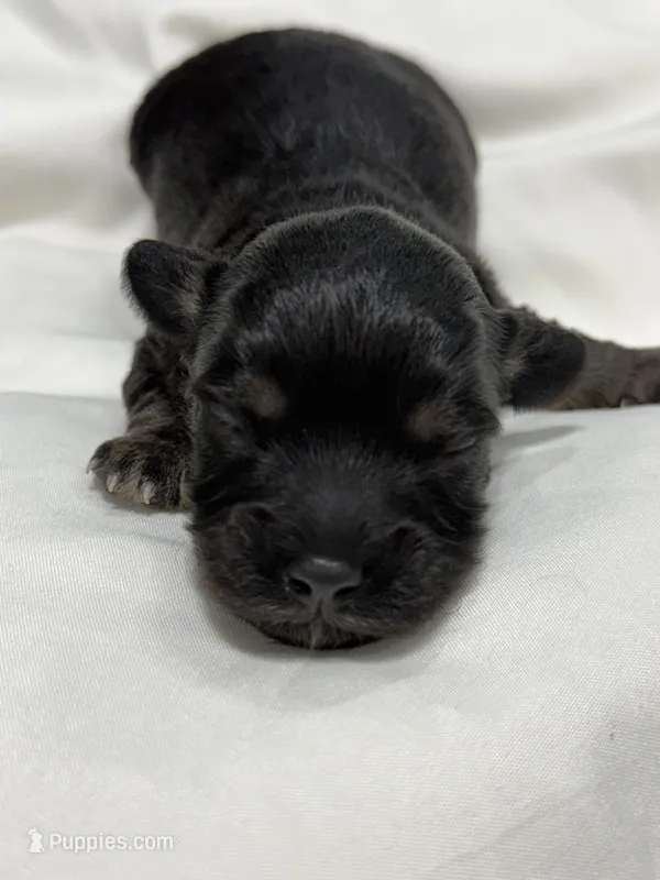 CHARLIE BROWN beautiful black & tan.  – Cavapoo, Poodle - Toy  puppy for sale in Indianapolis, IN