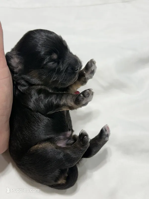 CHARLIE BROWN beautiful black & tan.  – Cavapoo, Poodle - Toy  puppy for sale in Indianapolis, IN