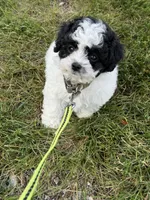 *******  Boulder  *******, a male Cavapoo and Poodle - Toy  for sale in Indianapolis, IN – 2 of 10