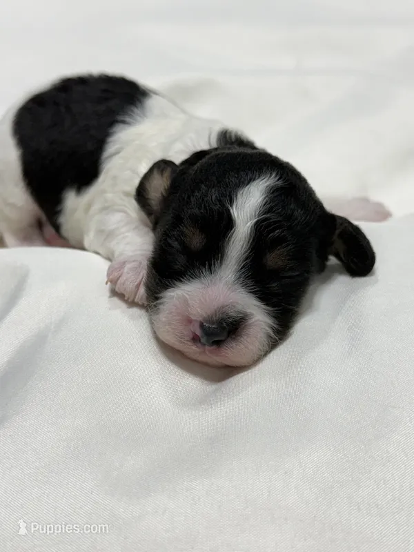 SNOOPY Beautiful tricolor – Cavapoo, Poodle - Toy  puppy for sale in Indianapolis, IN