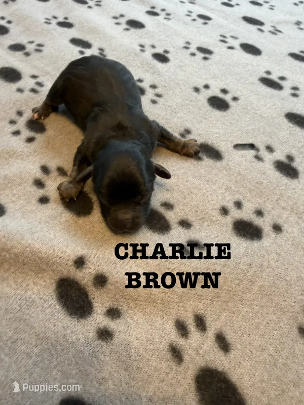 CHARLIE BROWN – Cavapoo, Poodle - Toy  puppy for sale in Indianapolis, IN