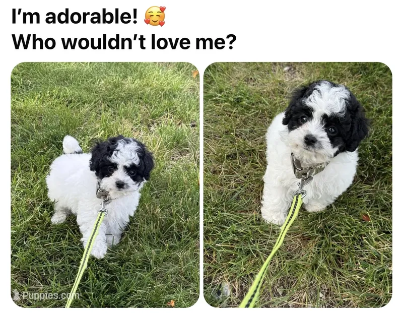 READY TO GO!!!!   Boulder  – Cavapoo, Poodle - Toy  puppy for sale in Indianapolis, IN