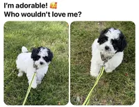 *******  Boulder  *******, a male Cavapoo and Poodle - Toy  for sale in Indianapolis, IN – 1 of 10