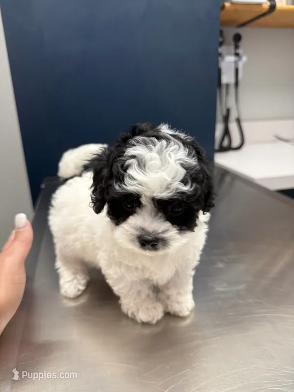 READY TO GO!!!!   Boulder  – Cavapoo, Poodle - Toy  puppy for sale in Indianapolis, IN