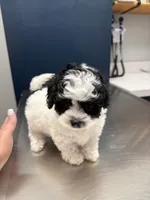 READY TO GO!!!!   Boulder , a male Cavapoo and Poodle - Toy  for sale in Indianapolis, IN – 1 of 9