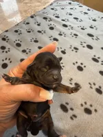 CHARLIE BROWN, a male Cavapoo and Poodle - Toy  for sale in Indianapolis, IN – 3 of 5
