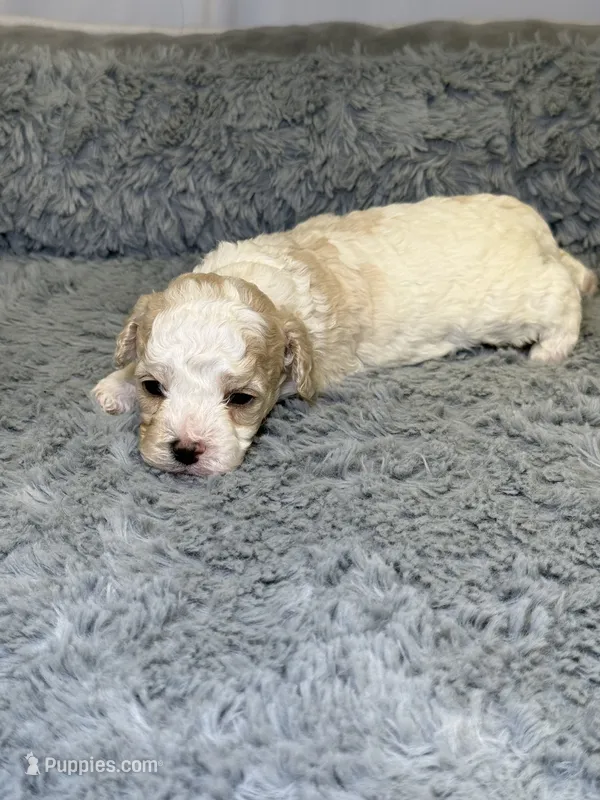 Aspen – Cavapoo, Poodle - Toy  puppy for sale in Indianapolis, IN