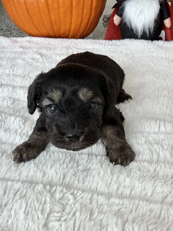 CHARLIE BROWN – Cavapoo, Poodle - Toy  puppy for sale in Indianapolis, IN