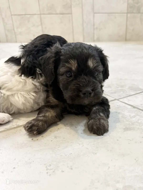CHARLIE BROWN READY FOR THANKSGIVING❣️🦃 – Cavapoo, Poodle - Toy  puppy for sale in Indianapolis, IN