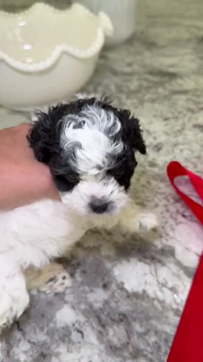 READY TO GO!!!!   Boulder , a male Cavapoo and Poodle - Toy  for sale in Indianapolis, IN – 9 of 9