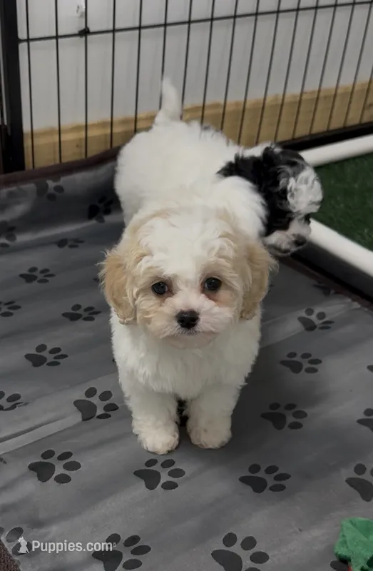 *******Aspen****** – Cavapoo, Poodle - Toy  puppy for sale in Indianapolis, IN