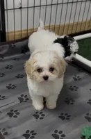 *******Aspen******, a male Cavapoo and Poodle - Toy  for sale in Indianapolis, IN – 4 of 9